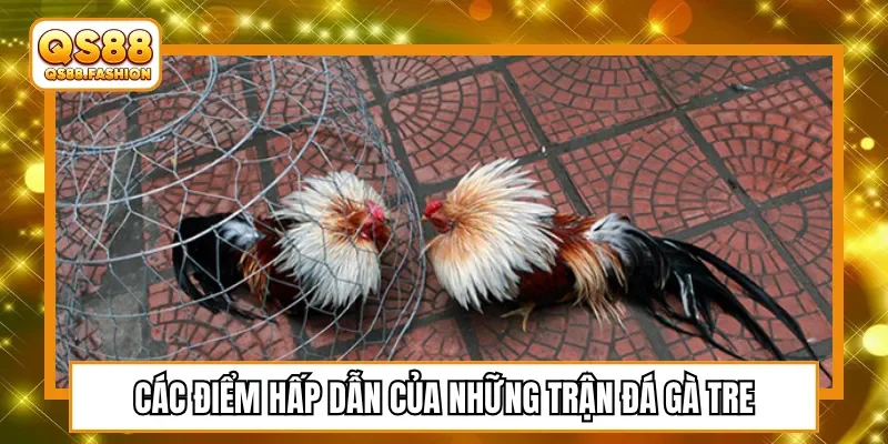 Các điểm hấp dẫn của những trận đá gà tre