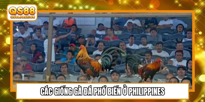 Các giống gà đá phổ biến ở Philippines
