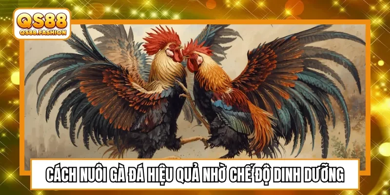 Cách nuôi gà đá hiệu quả nhờ chế độ dinh dưỡng