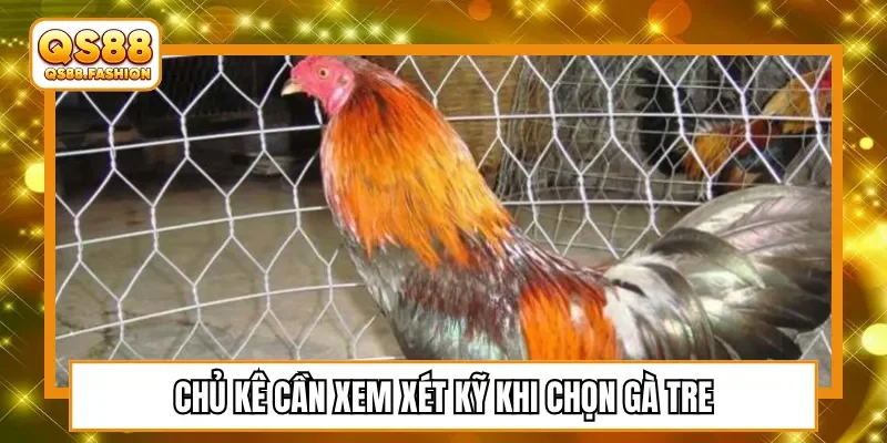 Chủ kê cần xem xét kỹ khi chọn gà tre