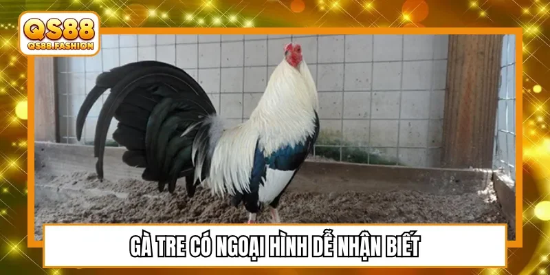 Gà tre có ngoại hình dễ nhận biết