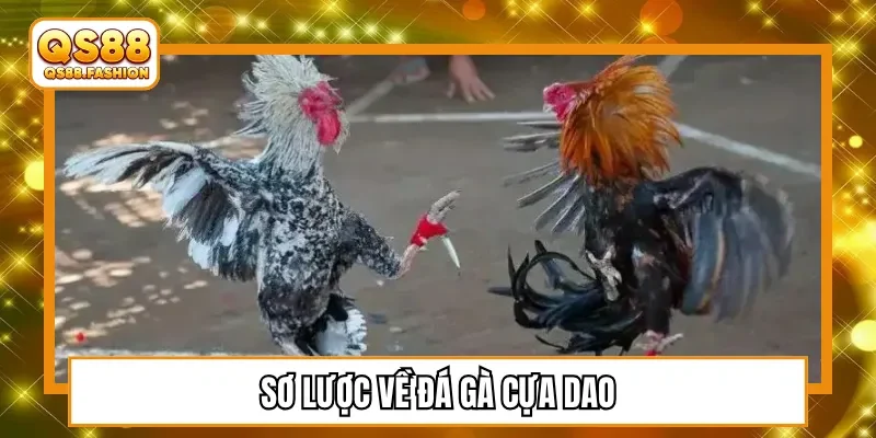 Sơ lược về đá gà cựa dao