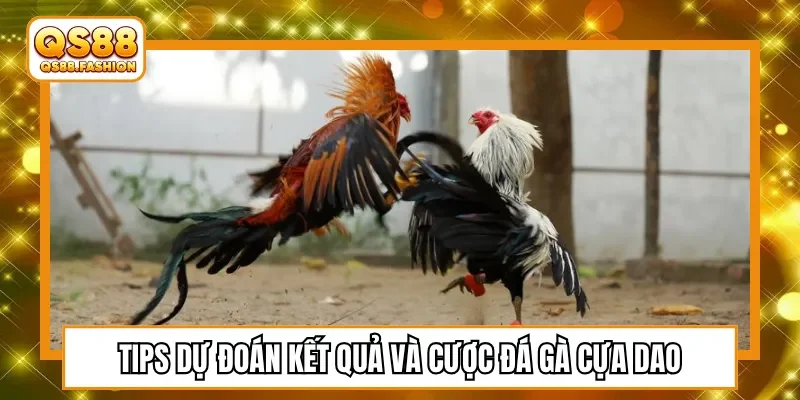 Tips dự đoán kết quả và cược đá gà cựa dao